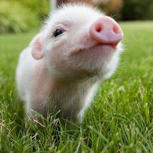 Meet your Posher, El